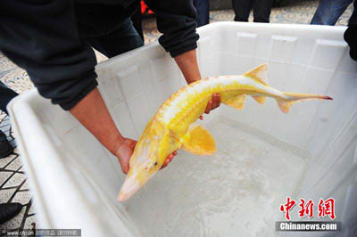 武汉の水族馆 金色の中华チョウザメを保护 - 